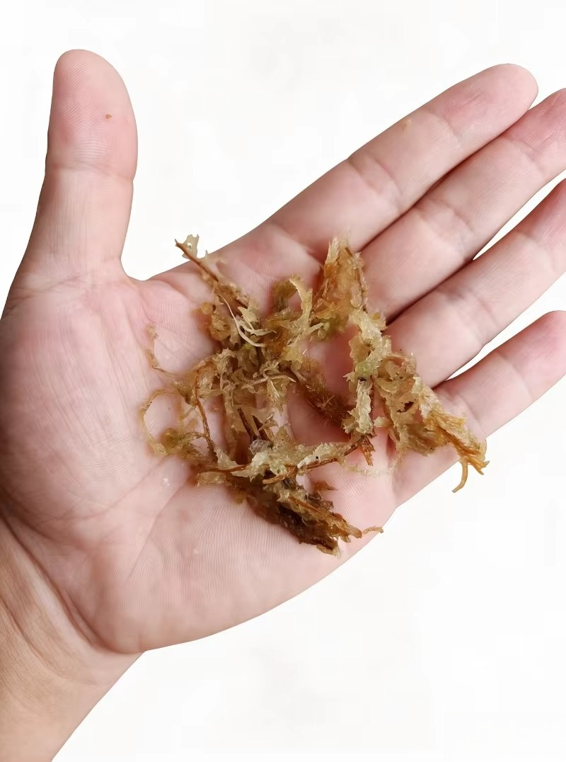Premium Sphagnum Moss for Orch - Sphagnum Moss Dry recension och pris